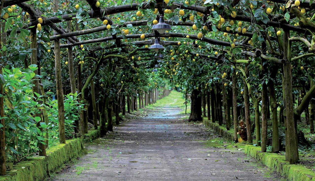 Agriturismo Il Convento Massa Lubrense Ngoại thất bức ảnh